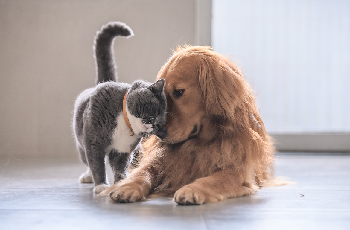 Dental Card Services