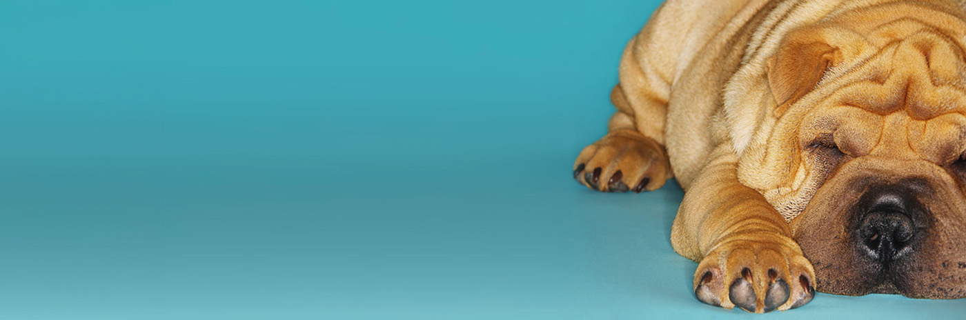 Dental Card Services