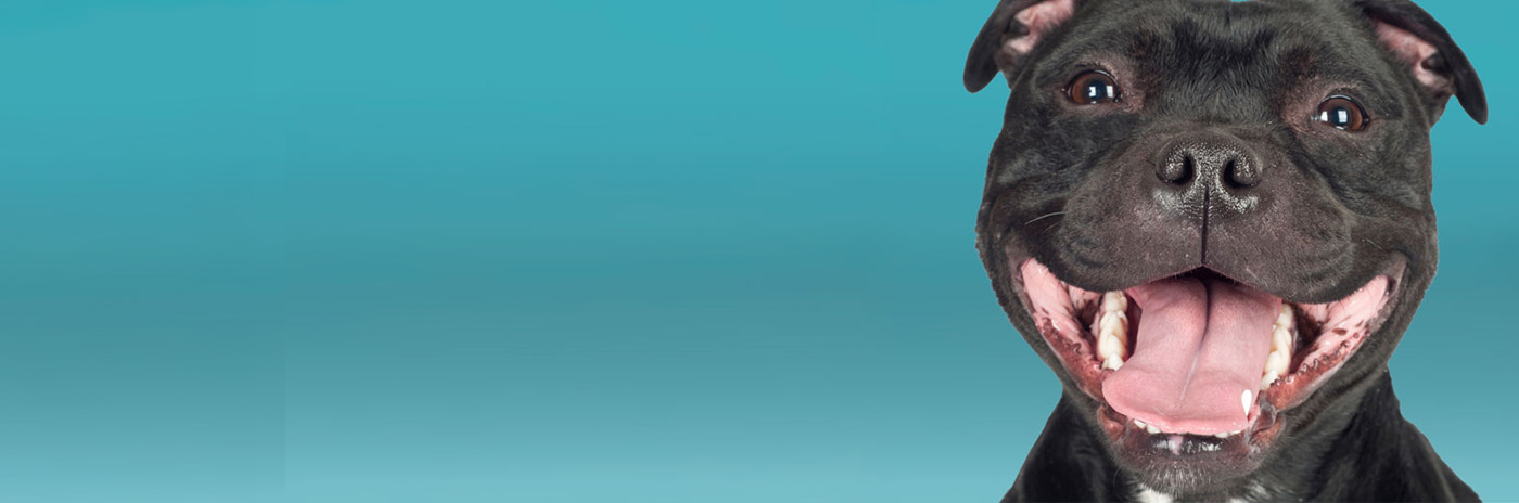 Dental Card Services