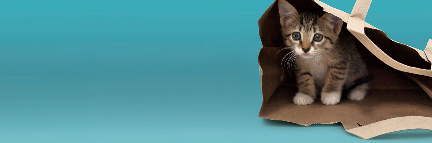 Dental Card Services